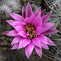 Нажмите на изображение для увеличения.

Название:	Echinocereus_schmollii.jpg
Просмотров:	161
Размер:	223.2 Кб
ID:	329888
