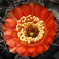 Нажмите на изображение для увеличения.

Название:	Acanthocalycium_ferrari.jpg
Просмотров:	174
Размер:	219.5 Кб
ID:	329889