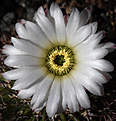 Нажмите на изображение для увеличения.

Название:	Acanthocalycium_spec_P91.jpg
Просмотров:	158
Размер:	151.6 Кб
ID:	329890