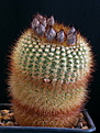 Нажмите на изображение для увеличения.

Название:	Notocactus_multicostatus.jpg
Просмотров:	168
Размер:	117.8 Кб
ID:	329891