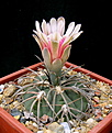 Нажмите на изображение для увеличения.

Название:	Gymnocalycium_spegazziniiv.Horizonthalonium.jpg
Просмотров:	213
Размер:	108.0 Кб
ID:	329895