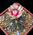 Нажмите на изображение для увеличения.

Название:	Gymnocalycium_spegazziniiv.Horizonthalonium1.jpg
Просмотров:	183
Размер:	109.7 Кб
ID:	329896