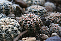Нажмите на изображение для увеличения.

Название:	Gymnocalycium_bruchii.jpg
Просмотров:	143
Размер:	197.1 Кб
ID:	329903