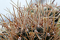 Нажмите на изображение для увеличения.

Название:	Ancistrocactus_brevihamatus.jpg
Просмотров:	149
Размер:	179.5 Кб
ID:	329906