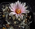 Нажмите на изображение для увеличения.

Название:	Turbinicarpus_laui.jpg
Просмотров:	203
Размер:	78.5 Кб
ID:	329929