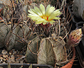 Нажмите на изображение для увеличения.

Название:	Astrophytum_niveum.jpg
Просмотров:	149
Размер:	237.0 Кб
ID:	329931