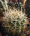 Нажмите на изображение для увеличения.

Название:	Pyrrhocactus_spec.Ovalle_golddornig_UHLIG.jpg
Просмотров:	280
Размер:	139.4 Кб
ID:	329933