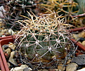 Нажмите на изображение для увеличения.

Название:	Pyrrhocactus_spec._Tulahuen.jpg
Просмотров:	277
Размер:	182.7 Кб
ID:	329934
