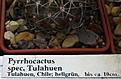 Нажмите на изображение для увеличения.

Название:	Pyrrhocactus_spec._Tulahuen2.jpg
Просмотров:	278
Размер:	142.8 Кб
ID:	329935