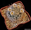 Нажмите на изображение для увеличения.

Название:	Mammillaria pennispinosa.jpg
Просмотров:	206
Размер:	176.8 Кб
ID:	329945