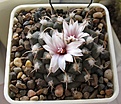 Нажмите на изображение для увеличения.

Название:	Turbinicarpus_bonatzii_MZ587_6y.JPG
Просмотров:	205
Размер:	156.8 Кб
ID:	329947