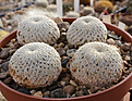 Нажмите на изображение для увеличения.

Название:	Mammillaria_pectinifera.jpg
Просмотров:	151
Размер:	231.6 Кб
ID:	329950