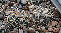 Нажмите на изображение для увеличения.

Название:	Gymnocalycium_spegazinii_VG090_Molinos.jpg
Просмотров:	233
Размер:	208.2 Кб
ID:	329952