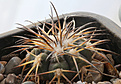 Нажмите на изображение для увеличения.

Название:	Gymnocalycium_spegazinii_VG090_Molinos_.jpg
Просмотров:	229
Размер:	207.7 Кб
ID:	329953