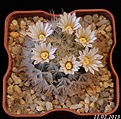 Нажмите на изображение для увеличения.

Название:	Mammillaria pennispinosa.jpg
Просмотров:	199
Размер:	182.6 Кб
ID:	329959
