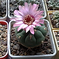 Нажмите на изображение для увеличения.

Название:	Gymnocalyciumplanziiv.zegarrae.jpg
Просмотров:	235
Размер:	228.5 Кб
ID:	329960