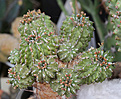 Нажмите на изображение для увеличения.

Название:	Euphorbia_sepulta.jpg
Просмотров:	230
Размер:	209.2 Кб
ID:	329965