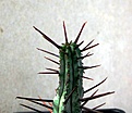 Нажмите на изображение для увеличения.

Название:	Euphorbia enopla_9.10.jpg
Просмотров:	220
Размер:	95.6 Кб
ID:	329966
