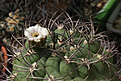 Нажмите на изображение для увеличения.

Название:	Gymnocalycium_saglionis.jpg
Просмотров:	233
Размер:	219.0 Кб
ID:	329979
