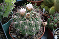 Нажмите на изображение для увеличения.

Название:	Gymnocalycium_saglionis_.jpg
Просмотров:	192
Размер:	198.7 Кб
ID:	329980