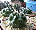 Нажмите на изображение для увеличения.

Название:	Copiapoa_dealbata_v.longispina.jpg
Просмотров:	155
Размер:	167.7 Кб
ID:	330002