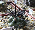 Нажмите на изображение для увеличения.

Название:	Copiapoa_sp.jpg
Просмотров:	162
Размер:	158.7 Кб
ID:	330003