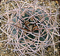 Нажмите на изображение для увеличения.

Название:	Gymnocalycium_cardenasianum.jpg
Просмотров:	152
Размер:	176.5 Кб
ID:	330004