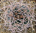 Нажмите на изображение для увеличения.

Название:	Gymnocalycium_cardenasianum.jpg
Просмотров:	135
Размер:	176.5 Кб
ID:	330004