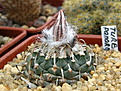 Нажмите на изображение для увеличения.

Название:	Turbinicarpus_panarottoi.jpg
Просмотров:	150
Размер:	176.5 Кб
ID:	330005