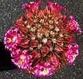 Нажмите на изображение для увеличения.

Название:	Mammillaria_backebergiana.jpg
Просмотров:	162
Размер:	145.1 Кб
ID:	330006