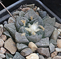 Нажмите на изображение для увеличения.

Название:	Ariocarpus_fissuratus1.jpg
Просмотров:	150
Размер:	231.9 Кб
ID:	330023