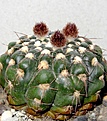 Нажмите на изображение для увеличения.

Название:	Notocactus_uebelmannianus.JPG
Просмотров:	159
Размер:	210.2 Кб
ID:	330025