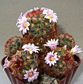 Нажмите на изображение для увеличения.

Название:	Mammillaria_carmenaev.rubispina.jpg
Просмотров:	199
Размер:	243.7 Кб
ID:	330027