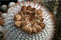 Нажмите на изображение для увеличения.

Название:	Notocactus_scopa.jpg
Просмотров:	158
Размер:	228.6 Кб
ID:	330029