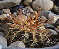 Нажмите на изображение для увеличения.

Название:	Copiapoa_calderana_v.spinosior.jpg
Просмотров:	134
Размер:	214.3 Кб
ID:	330032