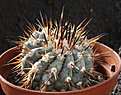 Нажмите на изображение для увеличения.

Название:	Copiapoa_cinerea_San_Ramon_Valey.jpg
Просмотров:	149
Размер:	198.4 Кб
ID:	330034