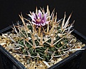 Нажмите на изображение для увеличения.

Название:	Stenocactus_cf_phyllacanthus_gladiatus_IMG_9702.jpg
Просмотров:	145
Размер:	155.5 Кб
ID:	330041