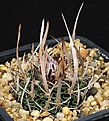 Нажмите на изображение для увеличения.

Название:	Stenocactus_SB437_grandicornis_IMG_9714.jpg
Просмотров:	169
Размер:	103.8 Кб
ID:	330042