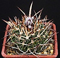Нажмите на изображение для увеличения.

Название:	Stenocactus_phyllacanthus_tricuspidatus_IMG_9718.jpg
Просмотров:	207
Размер:	140.5 Кб
ID:	330043