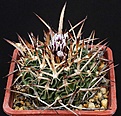 Нажмите на изображение для увеличения.

Название:	Stenocactus_phyllacanthus_tricuspidatus_IMG_9718.jpg
Просмотров:	162
Размер:	140.5 Кб
ID:	330043