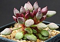 Нажмите на изображение для увеличения.

Название:	Adromischus_shoenlandii_IMG_9723.jpg
Просмотров:	324
Размер:	170.4 Кб
ID:	330047