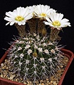 Нажмите на изображение для увеличения.

Название:	Acanthocalycium_spiniflorum_B015_IMG_4167.jpg
Просмотров:	520
Размер:	140.6 Кб
ID:	330048