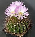 Нажмите на изображение для увеличения.

Название:	Acanthocalycium_violaceum_P204_IMG_4893.jpg
Просмотров:	585
Размер:	122.0 Кб
ID:	330049