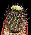 Нажмите на изображение для увеличения.

Название:	Ancistrocactus_scheeri_SB263_IMG_9917.jpg
Просмотров:	553
Размер:	157.2 Кб
ID:	330050