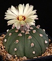 Нажмите на изображение для увеличения.

Название:	Astrophytum_asterias_cv_nudum_IMG_6441.jpg
Просмотров:	592
Размер:	97.1 Кб
ID:	330051