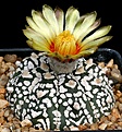 Нажмите на изображение для увеличения.

Название:	Astrophytum_asterias_cv_SuperKabuto_IMG_0817.jpg
Просмотров:	515
Размер:	142.5 Кб
ID:	330052