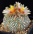 Нажмите на изображение для увеличения.

Название:	Astrophytum_asterias_cv_SuperKabuto_IMG_6417.jpg
Просмотров:	593
Размер:	158.1 Кб
ID:	330053