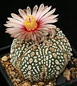 Нажмите на изображение для увеличения.

Название:	Astrophytum_asterias_cv_SuperKabuto_RoseFlower_IMG_4362.jpg
Просмотров:	567
Размер:	152.6 Кб
ID:	330054