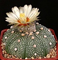 Нажмите на изображение для увеличения.

Название:	Astrophytum_asterias_Gonzales_IMG_6428.jpg
Просмотров:	587
Размер:	143.7 Кб
ID:	330055