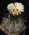 Нажмите на изображение для увеличения.

Название:	Astrophytum_capricorne_v_minor_SB323_IMG_4398.jpg
Просмотров:	575
Размер:	129.5 Кб
ID:	330056